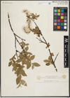 Foto von Salix rectijulis Trautv.